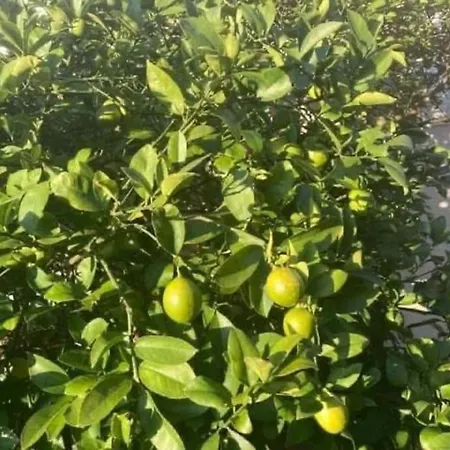 Klara Double - Terrace View Apartamento