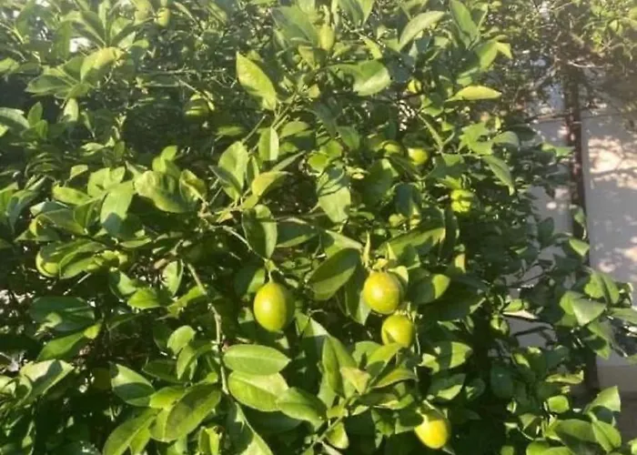 Klara Double - Terrace View Apartment