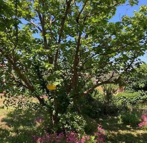 Apartment Klara Double - Terrace View